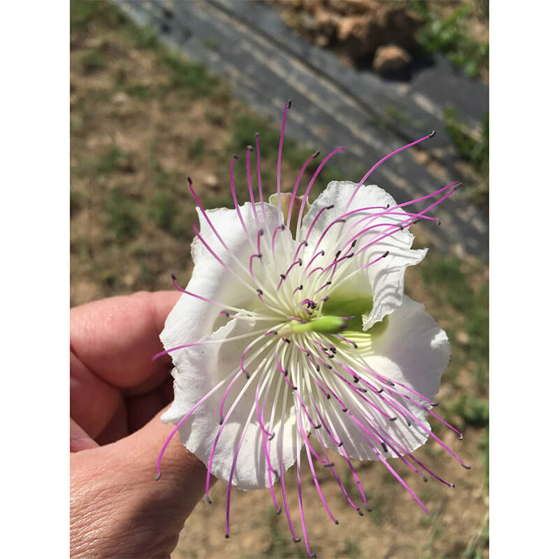 Kapern in Meersalz Bio aus Griechenland von DELINIO, 115 g