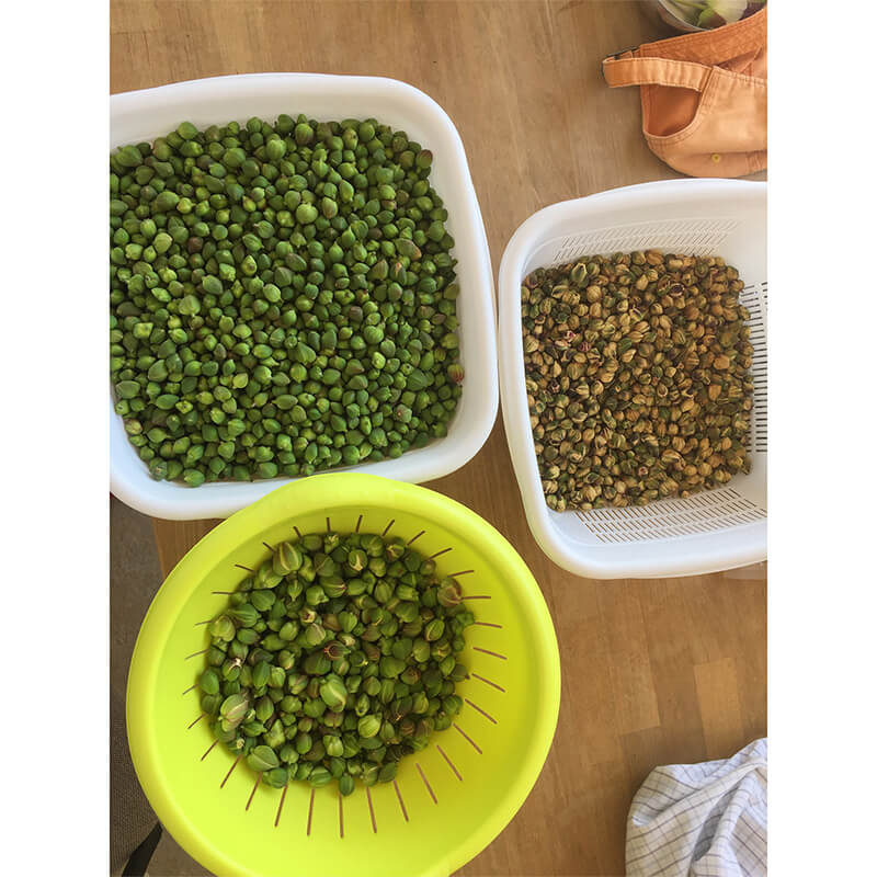 Kapern in Meersalz Bio aus Griechenland von DELINIO, 115 g