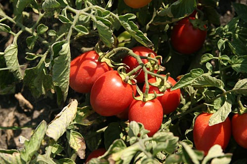 Le Conserve della Nonna Tomaten